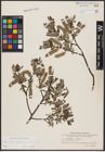 Foto von Salix aurita L. x Salix lapponum L. x Salix repens L.